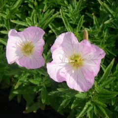 Garten-Nachtkerze 'Siskiyou'