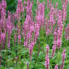 Kerzenknöterich 'Early Pink Lady'