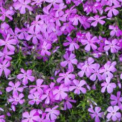 Garten-Teppich-Flammenblume 'Lilac Cloud'