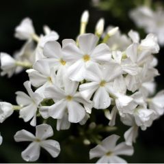 Teppich Flammenblume  'White Admiral'