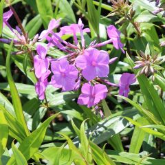 Garten-Flammenblume 'Alpha'