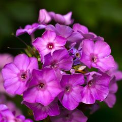 Hohe Flammenblume 'Amethyst'