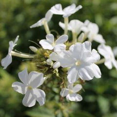 Hohe Flammenblume 'Fujiyama'