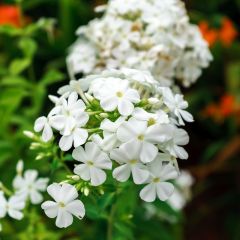 Hohe Flammenblume 'White Admiral'