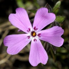 Teppich Flammenblume 'Atropurpurea'