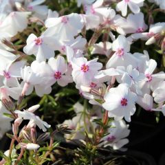 Teppich Flammenblume 'Calvides White'