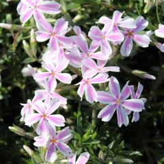 Teppich Flammenblume 'Candy Stripes'