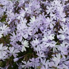 Teppich Flammenblume 'Emerald Cushion Blue'