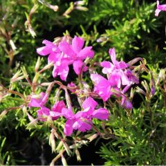 Garten-Teppich-Flammenblume 'Mcdaniel's Cushion'