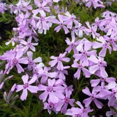 Teppich Flammenblume 'Moerheimii'