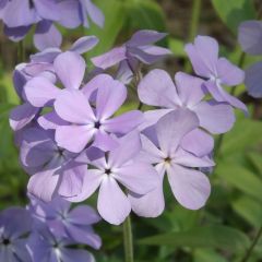 Ausläufer Flammenblume 'Blue Ridge'