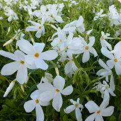 Ausläufer Flammenblume 'Alba'