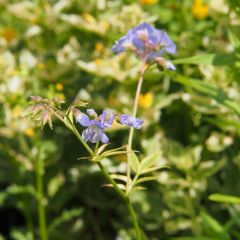 Jakobsleiter 'Brise d'Anjou'