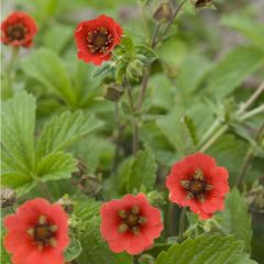 Fingerkraut 'Gibsons Scarlet'