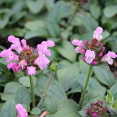 Großblütige Braunelle 'Pink Loveliness'