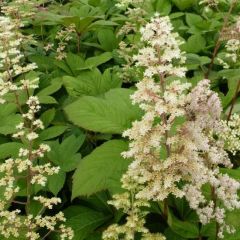 Holunderblättriges Schaublatt