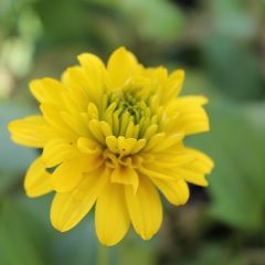 Geschlitztblättriger Sonnenhut 'Goldquelle'