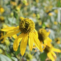 Fallschirm Sonnenhut 'Herbstsonne'