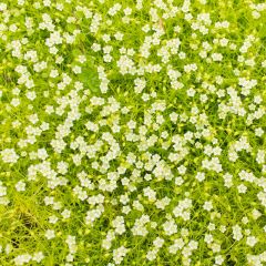 Gelbblättriges Mastkraut 'Aurea'