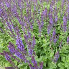 Blüten Salbei 'Blaukönigin'