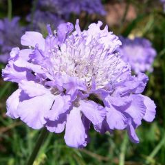 Tauben Skabiose 'Butterfly Blue'