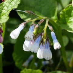 Beinwell 'Wisley Blue'