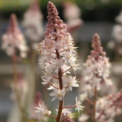 Zipfelblättrige Schaumblüte 'Pink Bouquet'