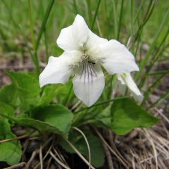 Pfingst Veilchen 'Albiflora'