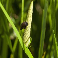 Indische Kalmus