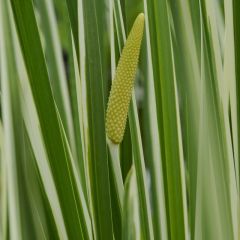 Gestreifter Kalmus 'Variegatus'