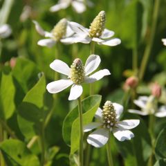 Anemopsis californica