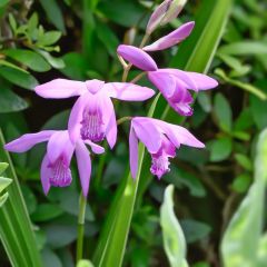 China-Freiland-Orchidee