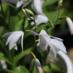 Japanorchidee 'Alba'