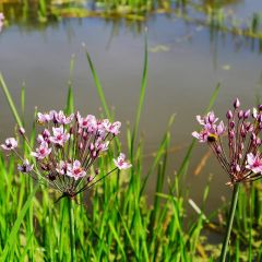 Butomus umbellatus