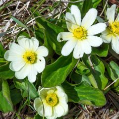 Weißblühende Sumpf-Dotterblume