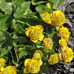 Gefüllte Sumpf-Dotterblume 'Multiplex'