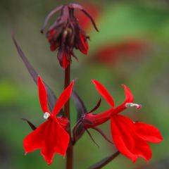 Lobelie 'Queen Victoria'