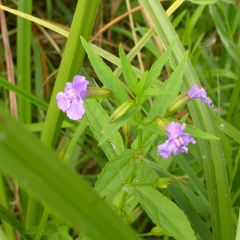 Gauklerblume