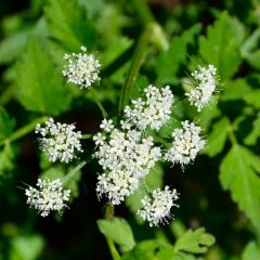 Großer Wasserfenchel