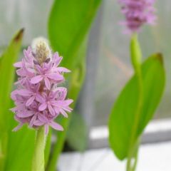 Herzblättriges Hechtkraut 'Pink Pons'