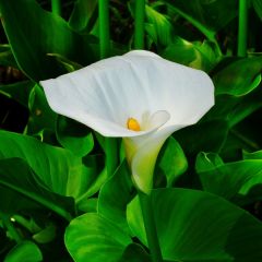 Calla