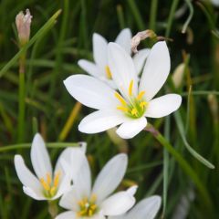 Brasilianischer Krokus